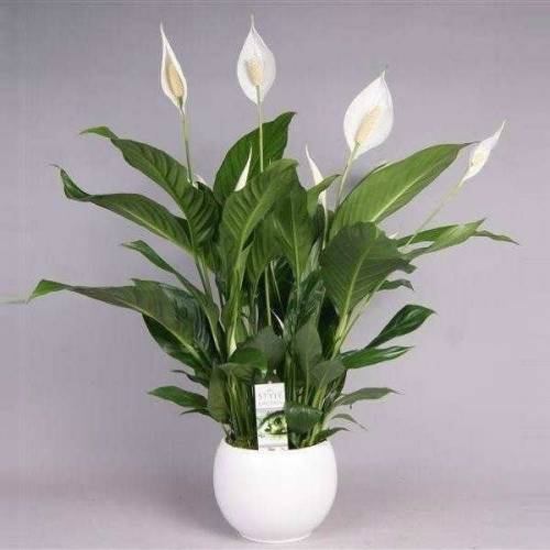 NASA Onaylı Bitki Spathiphyllum - Barış Çiçeği - Yelken Çiçeği - 30 cm Uzunluk-12 cm saksı,Beyaz Çiçeği Üzerinde Çiçek