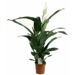 NASA Onaylı Bitki Spathiphyllum - Barış Çiçeği - Yelken Çiçeği - 30 cm Uzunluk-12 cm saksı,Beyaz Çiçeği Üzerinde Çiçek