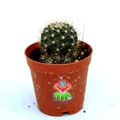 Lobivia Acanthoplegma-5,5 cm Saksıda-Koyu Yeşil-Siyah Renk Kaktüs