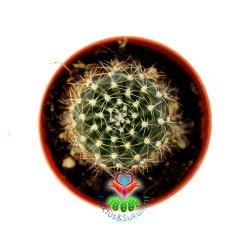 Lobivia Acanthoplegma-5,5 cm Saksıda-Koyu Yeşil-Siyah Renk Kaktüs