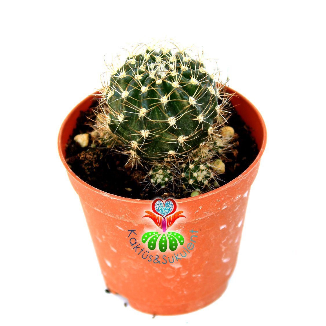 Lobivia Acanthoplegma-5,5 cm Saksıda-Koyu Yeşil-Siyah Renk Kaktüs