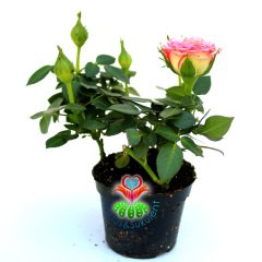 Minyatür Gül-Mini Rose-3 Farklı Renk Seçeneği-5,5cm Saksıda