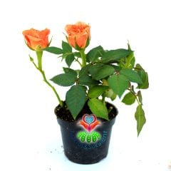 Minyatür Gül-Mini Rose-3 Farklı Renk Seçeneği-5,5cm Saksıda