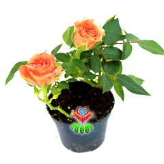Minyatür Gül-Mini Rose-3 Farklı Renk Seçeneği-5,5cm Saksıda