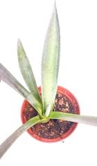 Agave Americana 8,5 cm Saksılı Agave Bitkisi