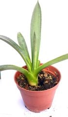 Agave Americana 8,5 cm Saksılı Agave Bitkisi