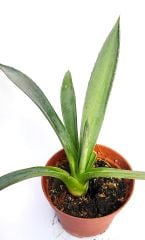 Agave Americana 8,5 cm Saksılı Agave Bitkisi