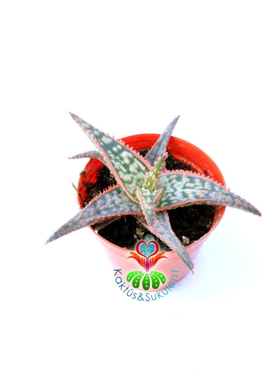 Aloe Pink Blush 5,5 cm Saksılı Pembeleşen Aloe Sukulent