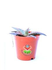 Aloe Pink Blush 5,5 cm Saksılı Pembeleşen Aloe Sukulent