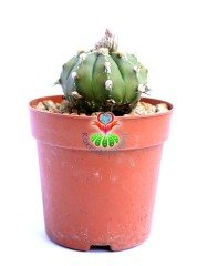 Astrophytum Asterias Ooibo - Nadir Tür -7 cm saksıda -Koleksiyonluk Kaktüs