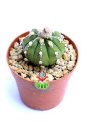 Astrophytum Asterias Ooibo - Nadir Tür -7 cm saksıda -Koleksiyonluk Kaktüs