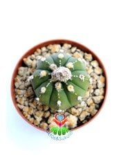 Astrophytum Asterias Ooibo - Nadir Tür -7 cm saksıda -Koleksiyonluk Kaktüs