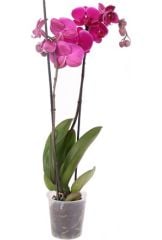 Gorgeous Purple Orchid Mor/Pembe Renk Orkide- Phalaenopsis Orchid 1.Sınıf İthal