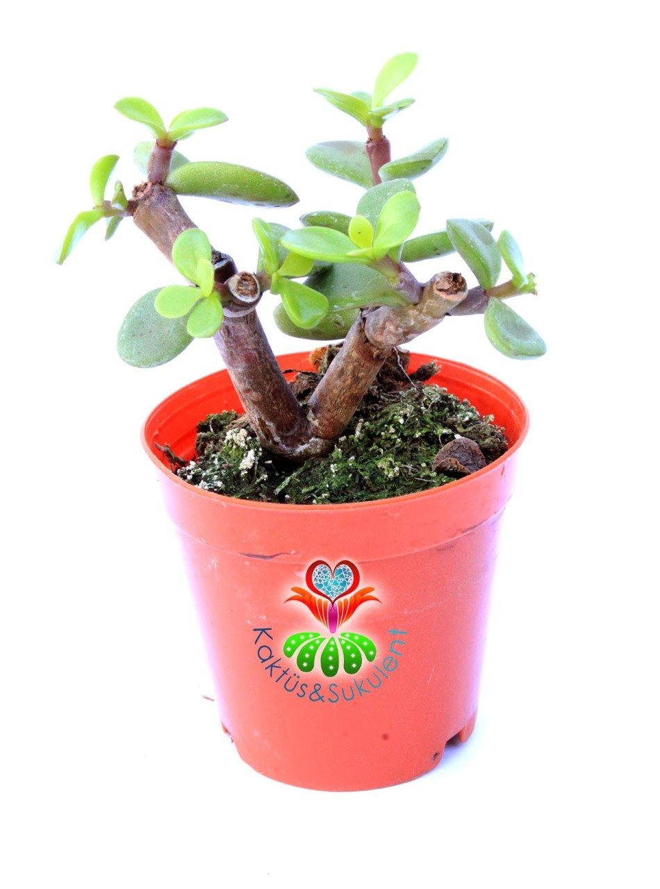 Carbon Temizleyici Bonsai, Portulacaria Afra- Minik Yeşil Yapraklı-Bonsai-Yeşim Ağacı-5,5 cm saksı