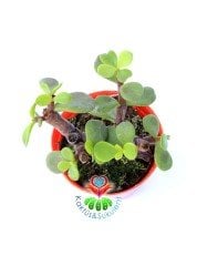 Carbon Temizleyici Bonsai, Portulacaria Afra- Minik Yeşil Yapraklı-Bonsai-Yeşim Ağacı-5,5 cm saksı