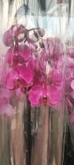 Gorgeous Purple Orchid Mor/Pembe Renk Orkide- Phalaenopsis Orchid 1.Sınıf İthal
