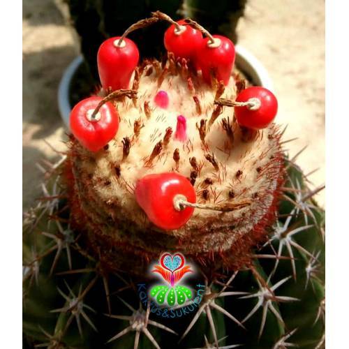 Tohum, Melocactus Metanzanus Tohumu 30+ Adet Şapkalı Kaktüs Tohumu