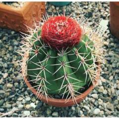 Tohum, Melocactus Metanzanus Tohumu 30+ Adet Şapkalı Kaktüs Tohumu