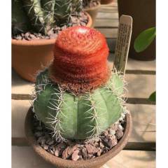 Tohum, Melocactus Metanzanus Tohumu 30+ Adet Şapkalı Kaktüs Tohumu