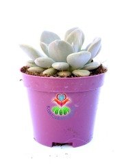 Graptoveria 'Debbi' -Doğal Pembeleşen Yapraklı 8,5 cm Saksıda