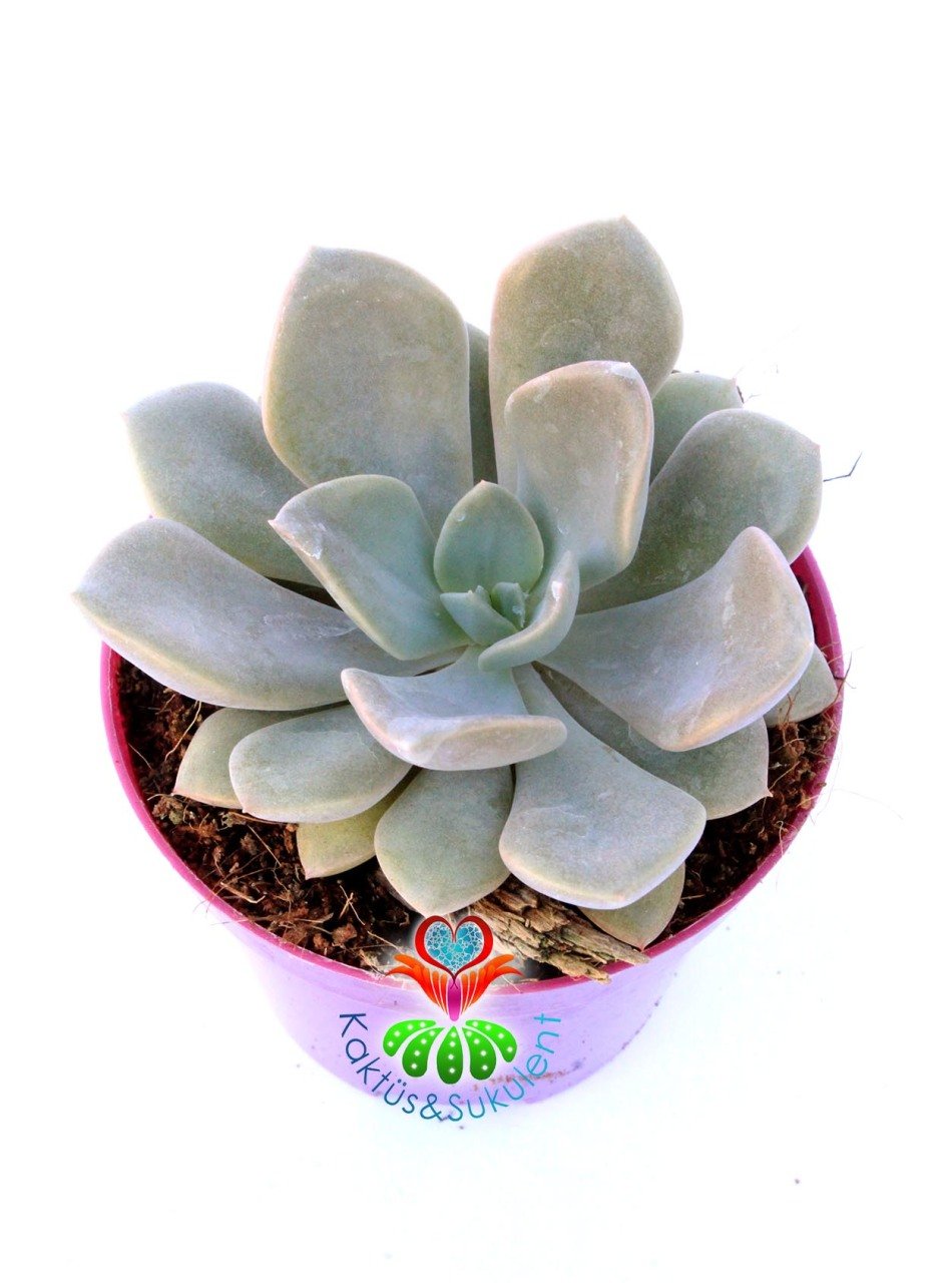 Graptoveria 'Debbi' -Doğal Pembeleşen Yapraklı 8,5 cm Saksıda