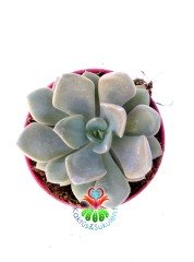 Graptoveria 'Debbi' -Doğal Pembeleşen Yapraklı 8,5 cm Saksıda