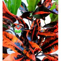 Croton Codiaeum Variegatum 'Sanderi'-Turuncu Renk Yapraklı-Büyük Boy-25 cm Saksıda-30+ cm Uzunluk