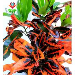 Croton Codiaeum Variegatum 'Sanderi'-Turuncu Renk Yapraklı-Büyük Boy-25 cm Saksıda-30+ cm Uzunluk