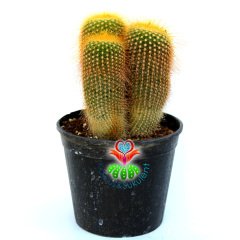 Kaktüs,Notocactus Leninghausii 12 cm Saksıda-Sarı Dikenli-Büyük Boy