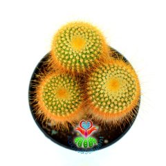 Kaktüs,Notocactus Leninghausii 12 cm Saksıda-Sarı Dikenli-Büyük Boy