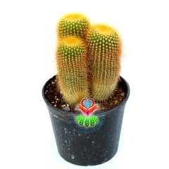 Kaktüs,Notocactus Leninghausii 12 cm Saksıda-Sarı Dikenli-Büyük Boy