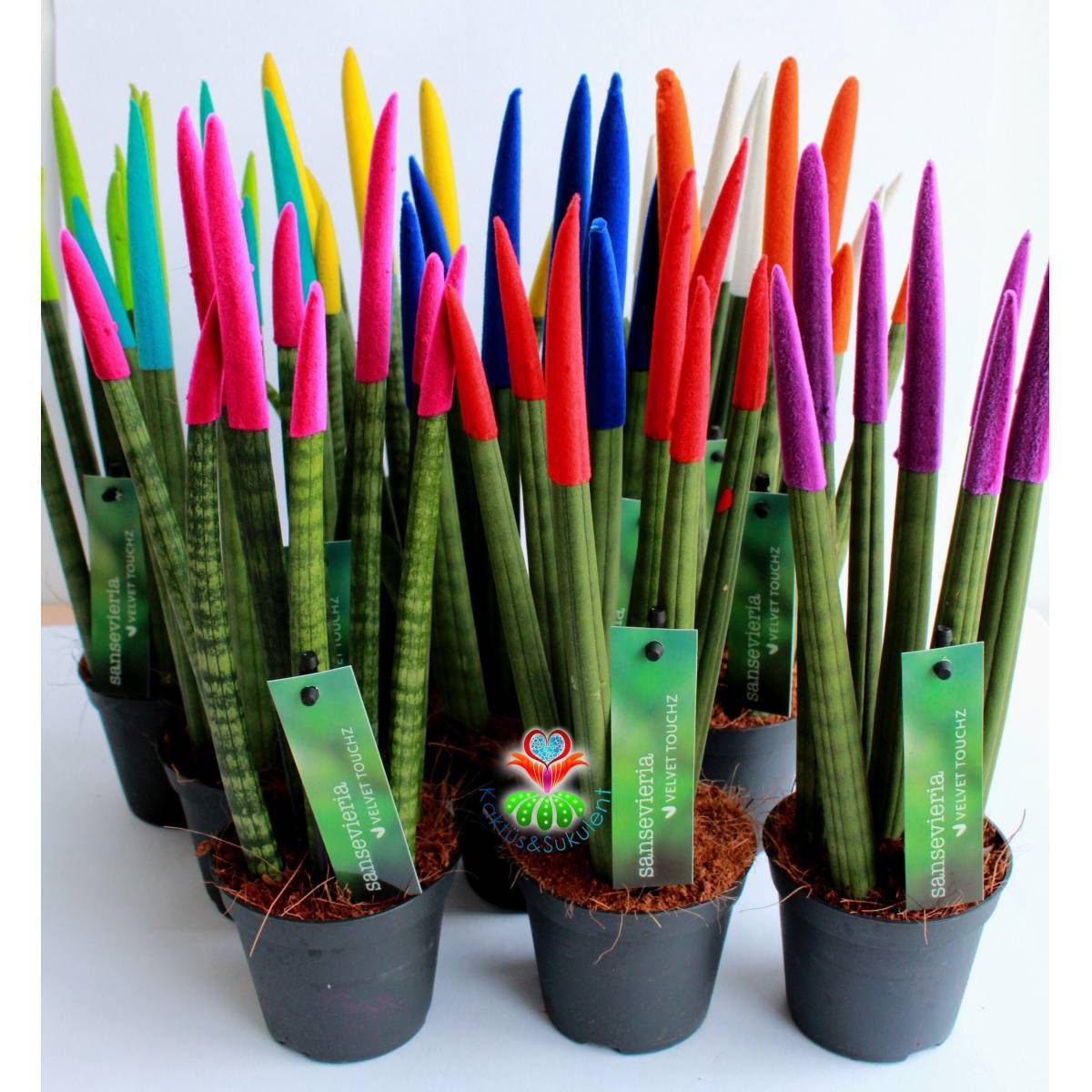 Sukulent,Sansevieria Velvet Touchz Renkli Paşa Kılıcı 25+cm Uzunluk-8,5 cm saksıda-Teraryum,Kaktüs