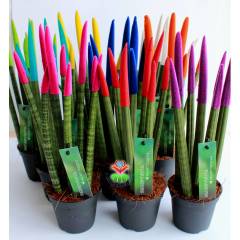 Sukulent,Sansevieria Velvet Touchz Renkli Paşa Kılıcı 25+cm Uzunluk-8,5 cm saksıda-Teraryum,Kaktüs