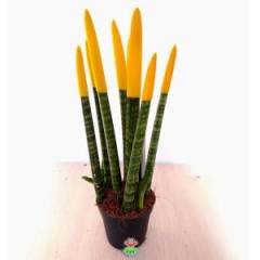Sukulent,Sansevieria Velvet Touchz Renkli Paşa Kılıcı 25+cm Uzunluk-8,5 cm saksıda-Teraryum,Kaktüs