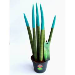 Sukulent,Sansevieria Velvet Touchz Renkli Paşa Kılıcı 25+cm Uzunluk-8,5 cm saksıda-Teraryum,Kaktüs