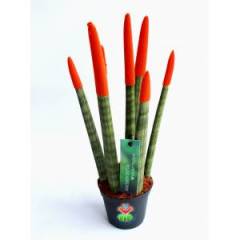 Sukulent,Sansevieria Velvet Touchz Renkli Paşa Kılıcı 25+cm Uzunluk-8,5 cm saksıda-Teraryum,Kaktüs