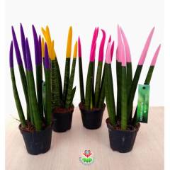 Sukulent,Sansevieria Velvet Touchz Renkli Paşa Kılıcı 25+cm Uzunluk-8,5 cm saksıda-Teraryum,Kaktüs