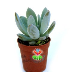 Pachyphytum Blue Haze-Açık Mavi Pudralı Sukulent-5,5 cm Saksıda