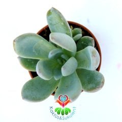 Pachyphytum Blue Haze-Açık Mavi Pudralı Sukulent-5,5 cm Saksıda