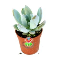 Pachyphytum Blue Haze-Açık Mavi Pudralı Sukulent-5,5 cm Saksıda