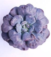 Echeveria Hearts Delight Kalp Lokumcuk Nadir Tür Sukulent 10,5 cm saksılı ithal