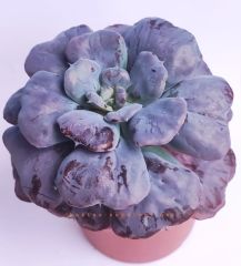 Echeveria Hearts Delight Kalp Lokumcuk Nadir Tür Sukulent 10,5 cm saksılı ithal
