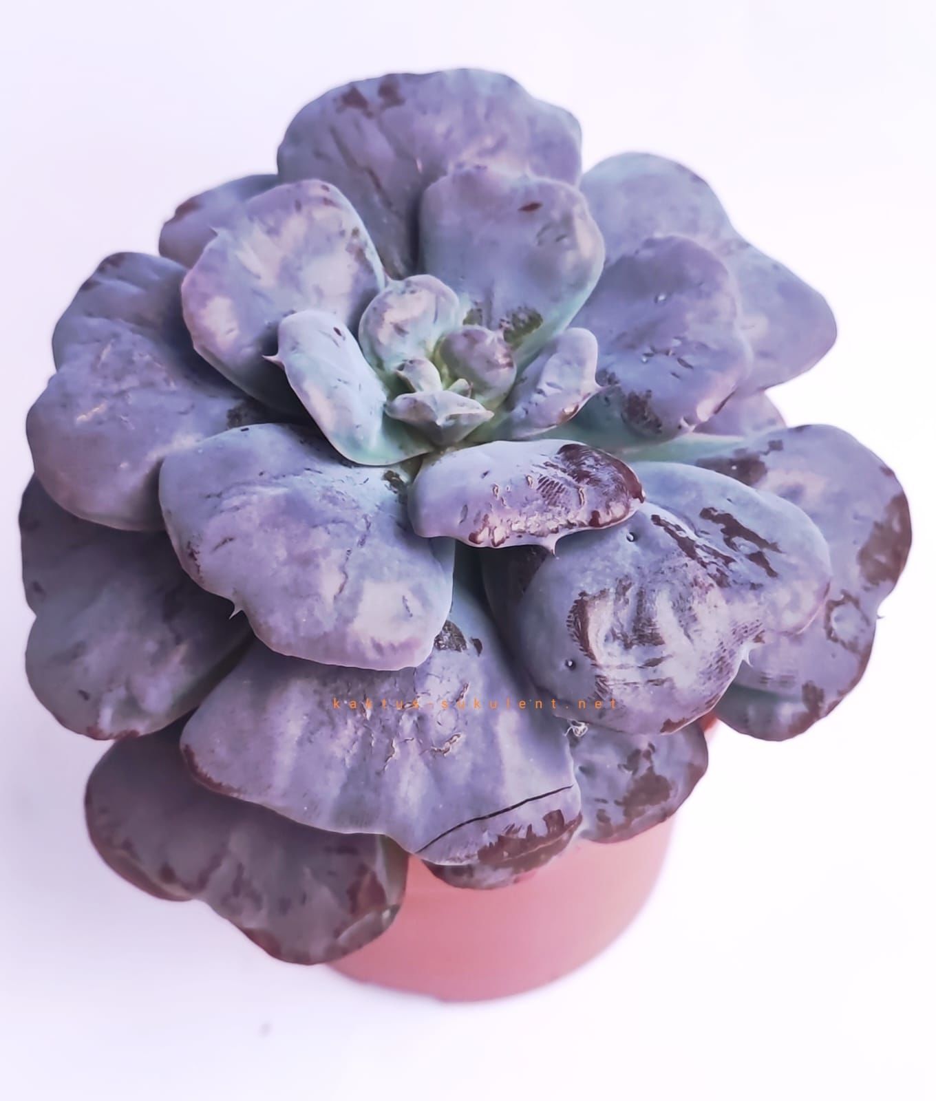 Echeveria Hearts Delight Kalp Lokumcuk Nadir Tür Sukulent 10,5 cm saksılı ithal
