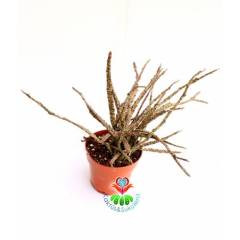 Sukulent, Euphorbia Platyclada -ÇOK ÇOK NADİR TÜR- Başka Yerde Yok-12 cm saksıda-Teraryum, Kaktüs