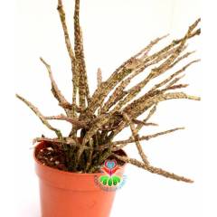 Sukulent, Euphorbia Platyclada -ÇOK ÇOK NADİR TÜR- Başka Yerde Yok-12 cm saksıda-Teraryum, Kaktüs