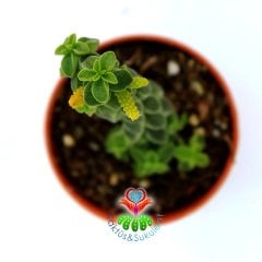 Sukulent,Peperomia Columella-Dikey Büyüyen Sıradışı Tür-5,5 cm Saksıda