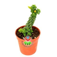 Sukulent,Peperomia Columella-Dikey Büyüyen Sıradışı Tür-5,5 cm Saksıda