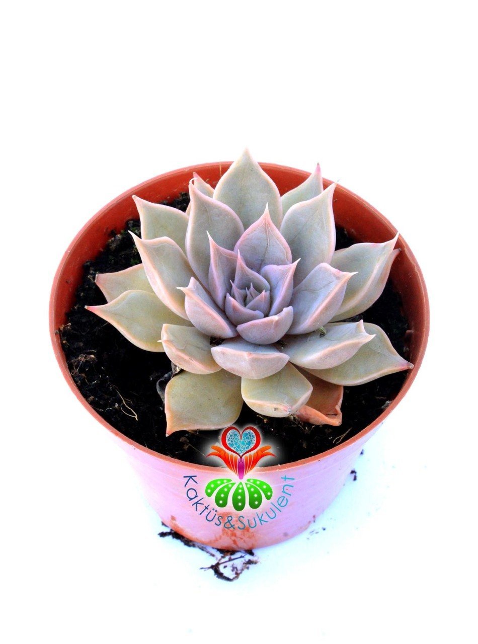 Echeveria Mensa -Pembeleşen Sukulent 5,5 cm saksıda Nadir Tür