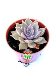 Echeveria Mensa -Pembeleşen Sukulent 5,5 cm saksıda Nadir Tür