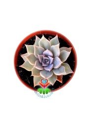 Echeveria Mensa -Pembeleşen Sukulent 5,5 cm saksıda Nadir Tür